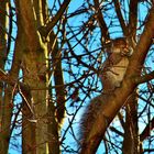 American squirrel at winter)