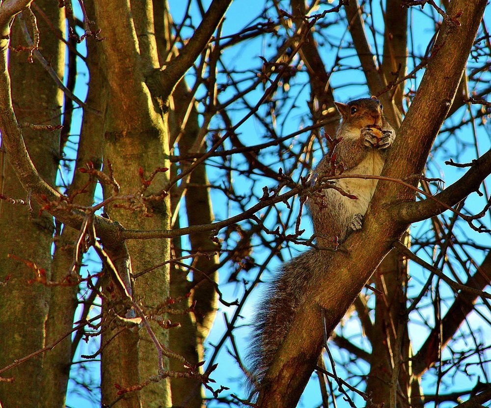 American squirrel at winter)