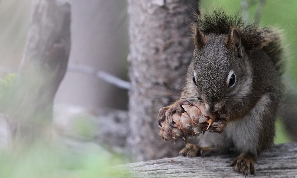 American squirrel destroying the cone`s soul