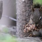 American squirrel destroying the cone`s soul