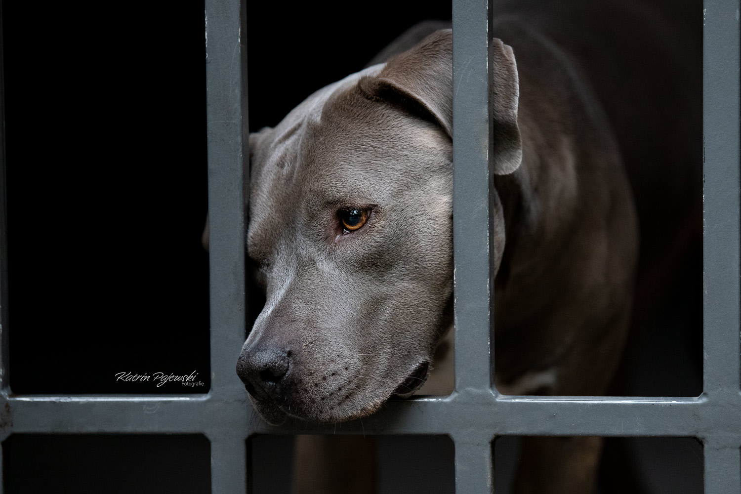 American Staffordshire Terrier