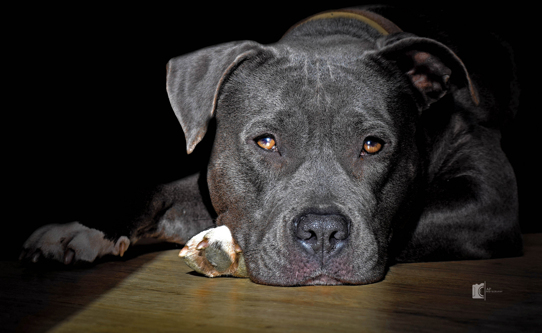 American Staffordshire Terrier