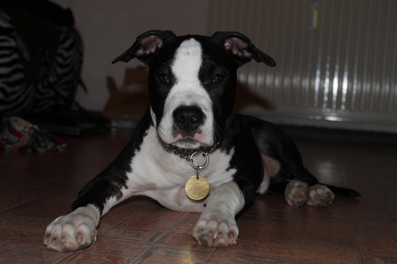 American Staffordshire Terrier 4 Monate