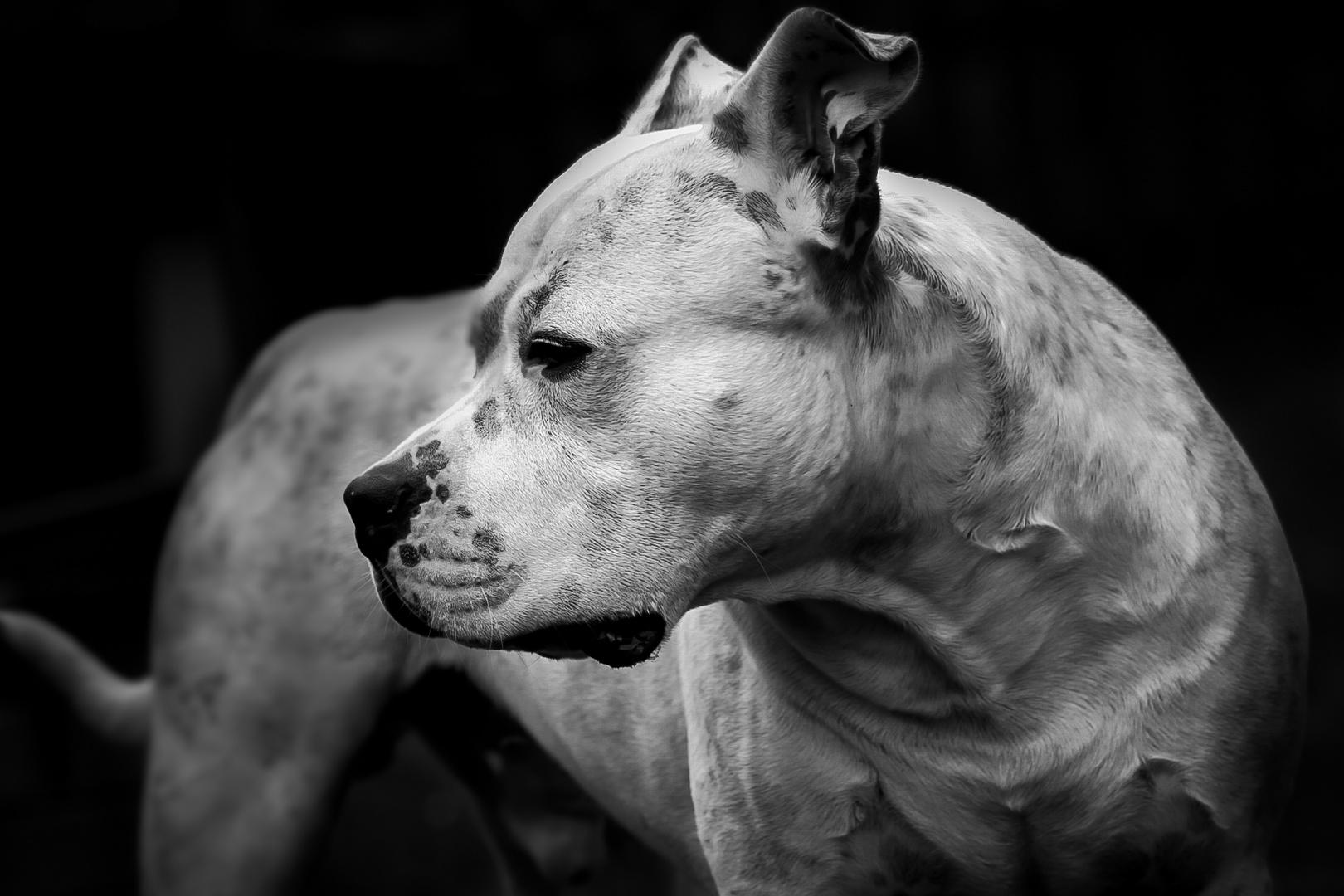 American Staffordshire Terrier