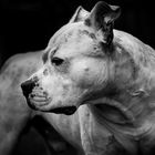 American Staffordshire Terrier