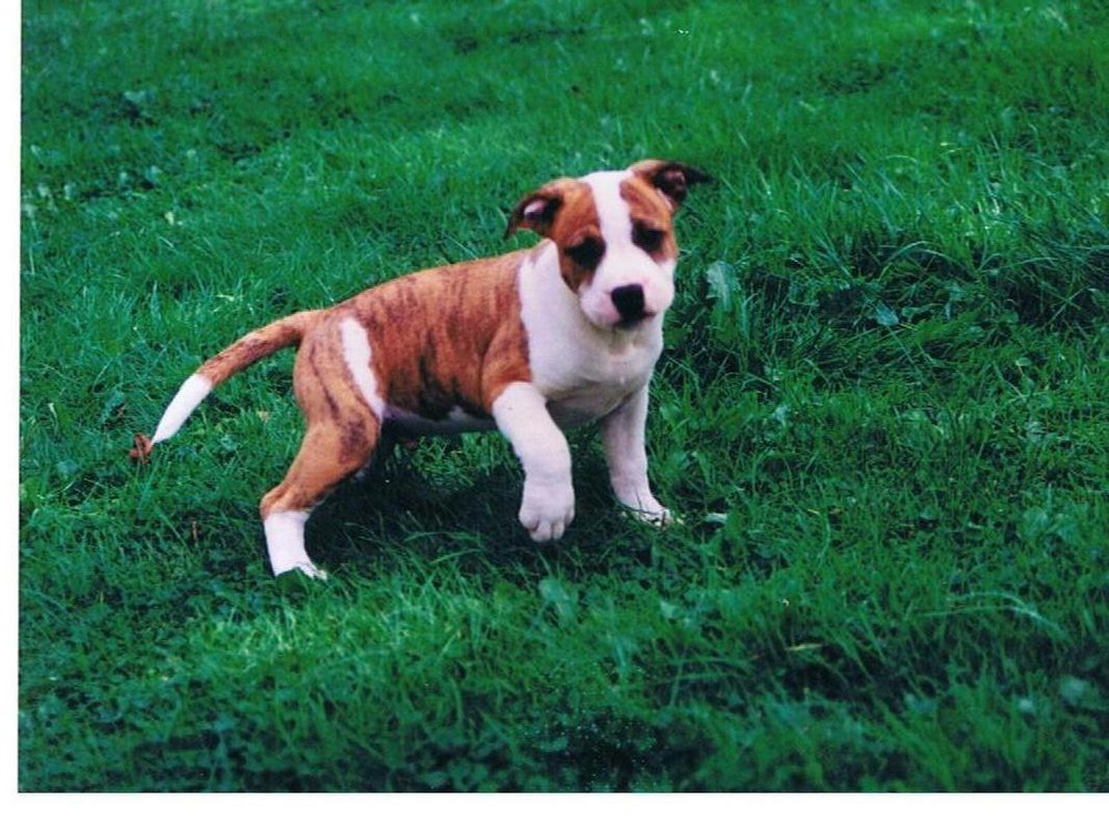 American Staffordshire terrier