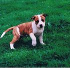 American Staffordshire terrier