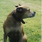 User Profile Photo