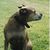 American Staffordshire Terrier