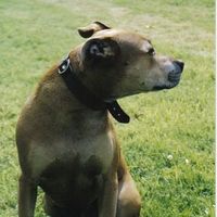 American Staffordshire Terrier