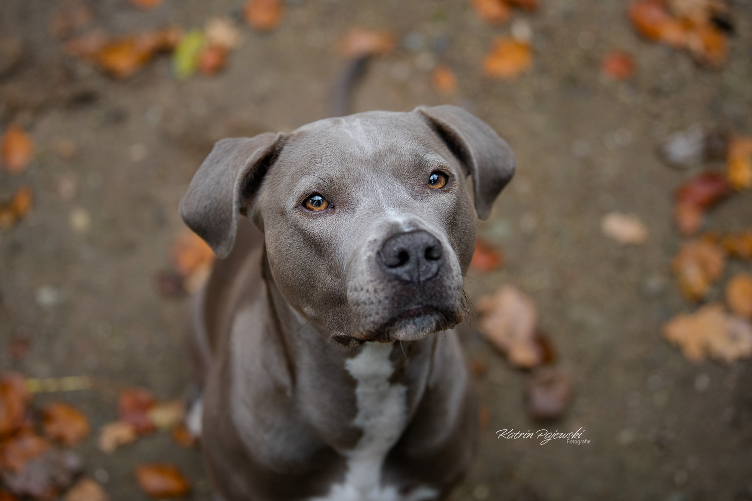 American Staffordshire Terrier im Herbst Pajewski-Fotografie