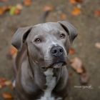 American Staffordshire Terrier im Herbst Pajewski-Fotografie