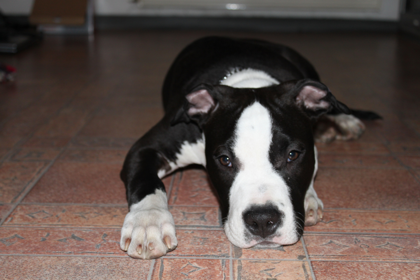 American Staffordshire Terrier( Pittbull ) 4 Monate