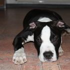 American Staffordshire Terrier( Pittbull ) 4 Monate