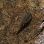 American Tadpole Shrimp (Triops longicaudatus)...