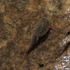 American Tadpole Shrimp (Triops longicaudatus)...