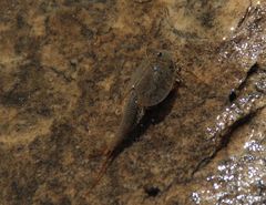 American Tadpole Shrimp (Triops longicaudatus)...