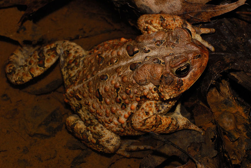 American Toad