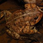 American Toad