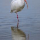 American White Ibis