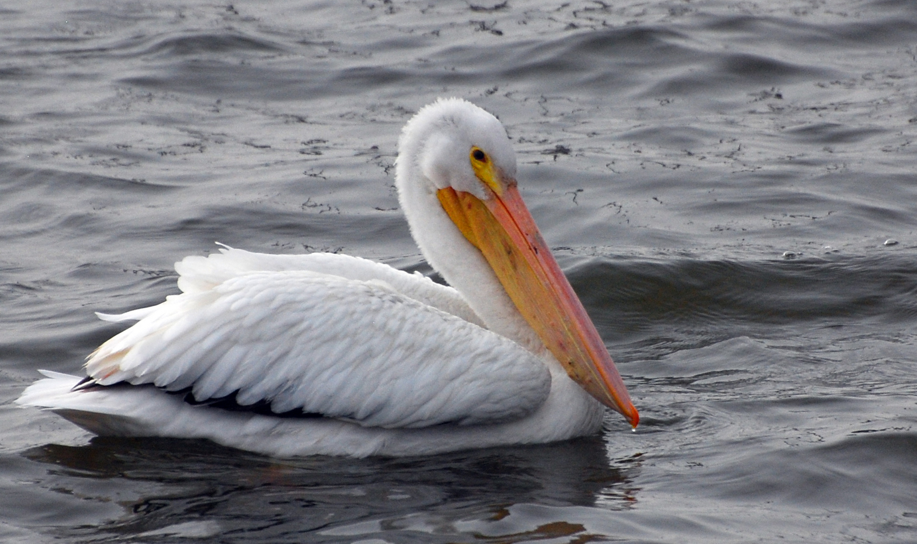 American White Pelican