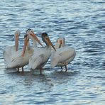 American White Pelican