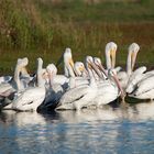 American White Pelican