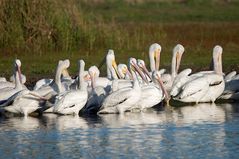 American White Pelican