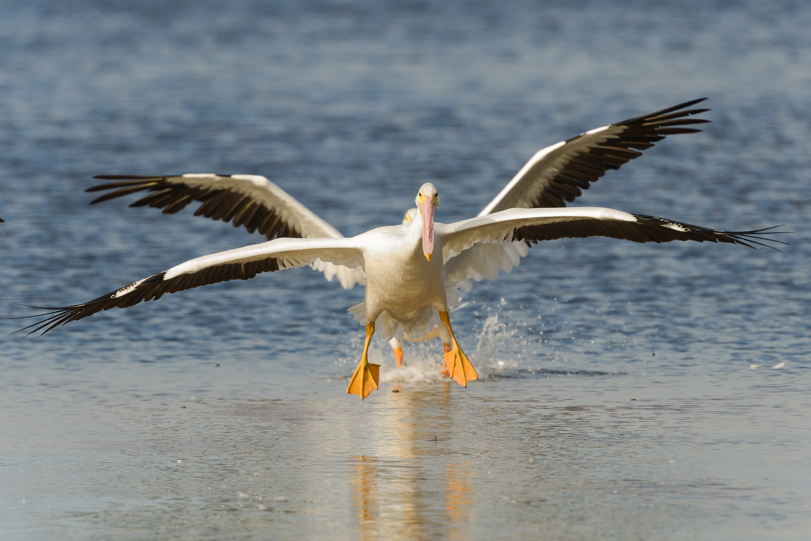 American White Pelican X-Wing