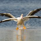 American White Pelican X-Wing