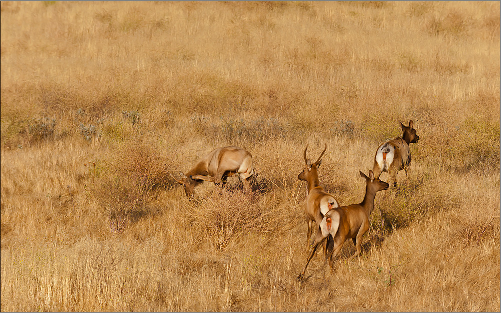 american wildlife scene