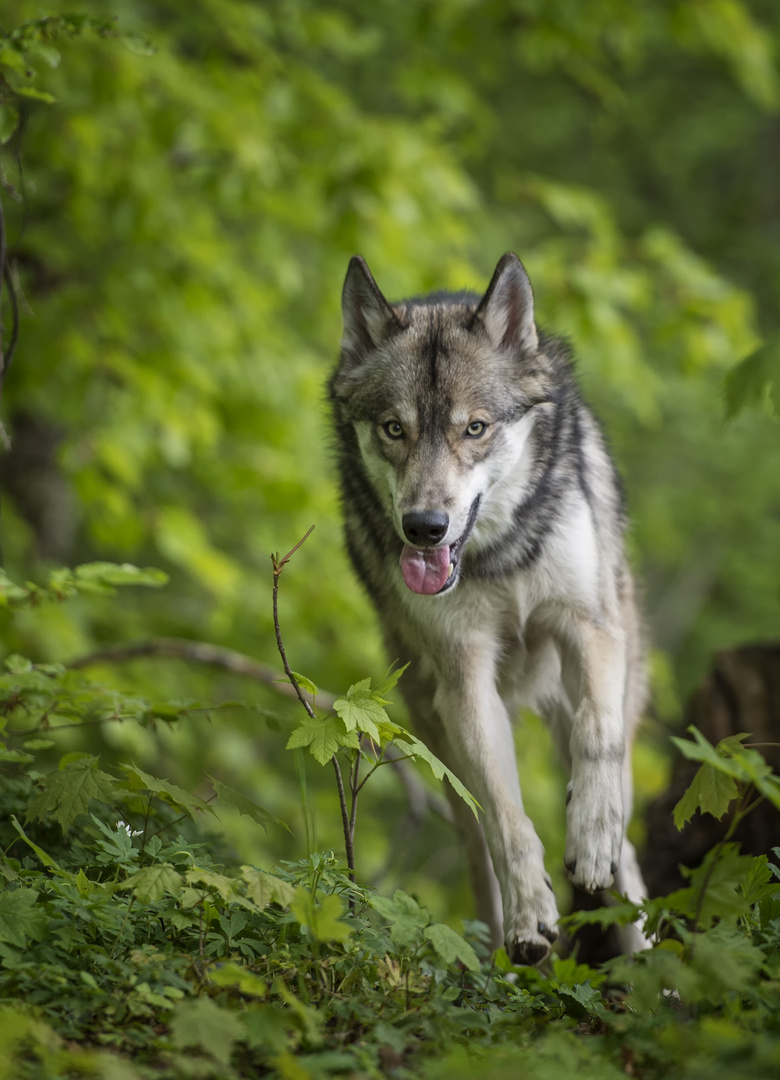 American Wolfdog (mid content)