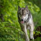 American Wolfdog (mid content)