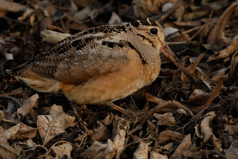 American Woodcock (Scolopax minor)