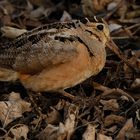 American Woodcock (Scolopax minor)