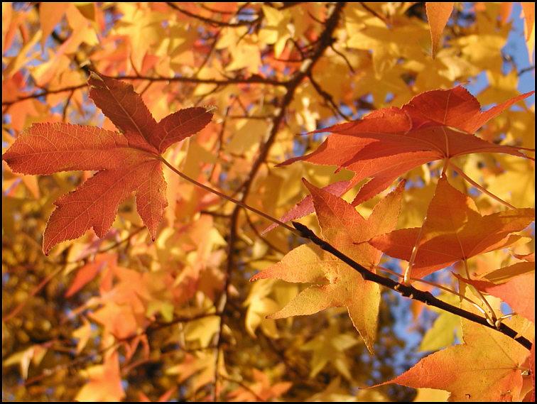 Amerik. Amberbaum-Herbstblätter