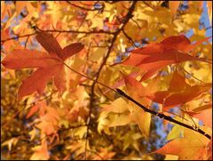 Amerik. Amberbaum-Herbstblätter