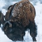 Amerik. Bison im Schnee