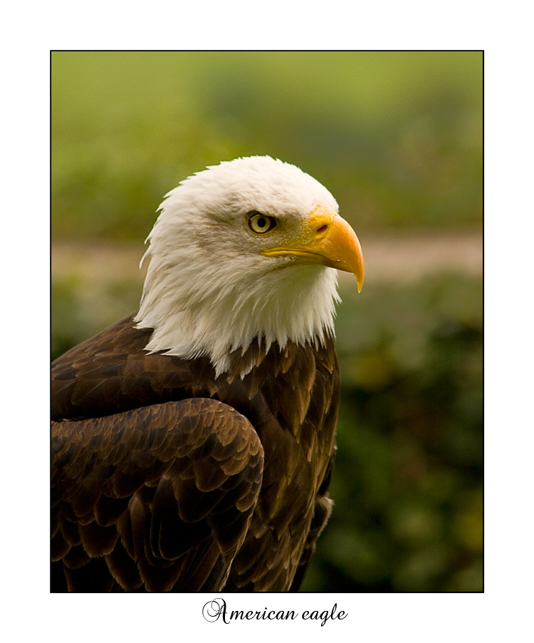 Amerikanische Adler