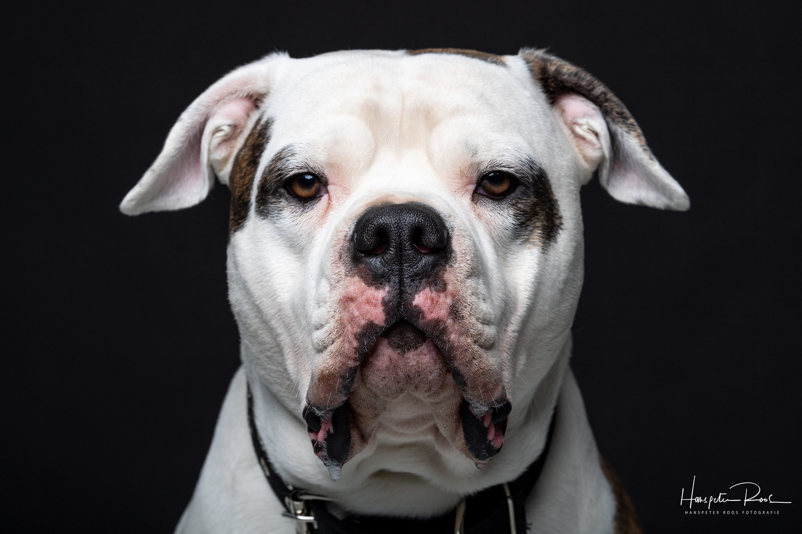 Amerikanische Bulldogge