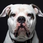 Amerikanische Bulldogge