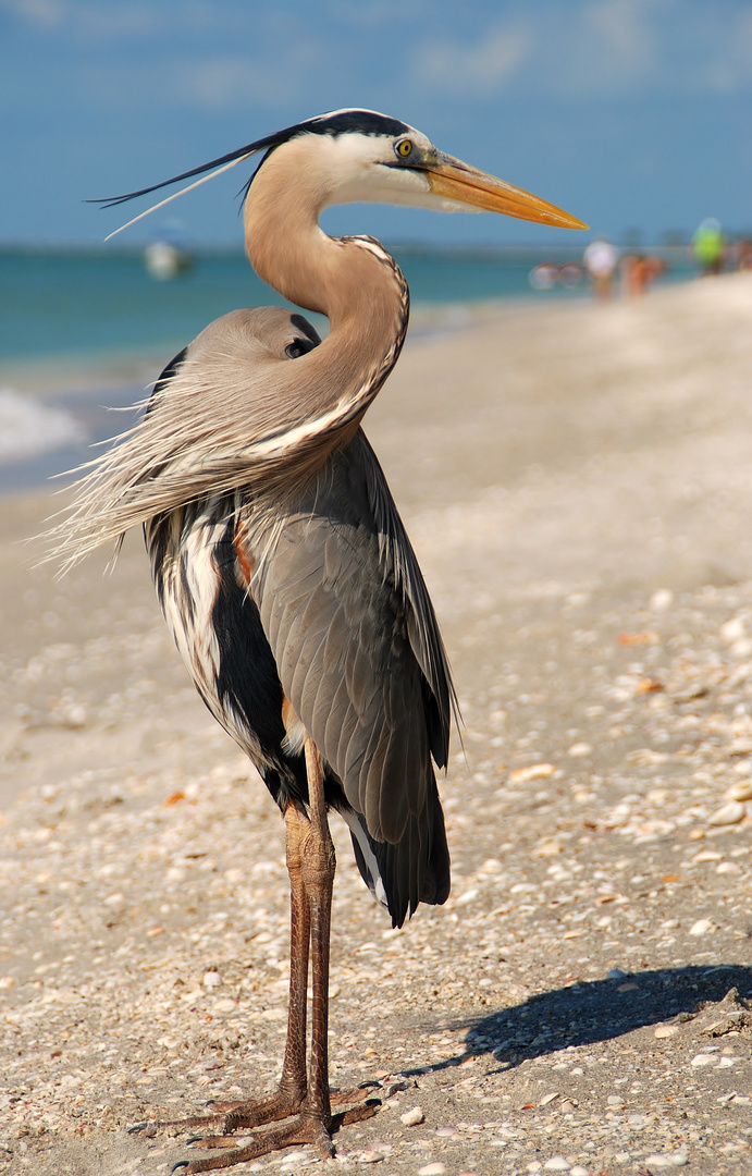 Amerikanische Graureiher (Ardea herodias)