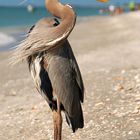 Amerikanische Graureiher (Ardea herodias)