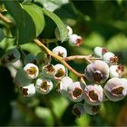 Amerikanische Heidelbeeren 