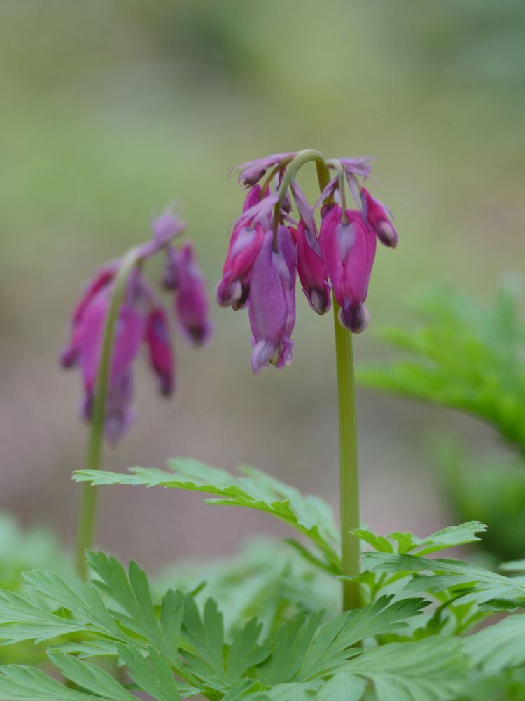 Amerikanische Herzblume, Dicentra formosa