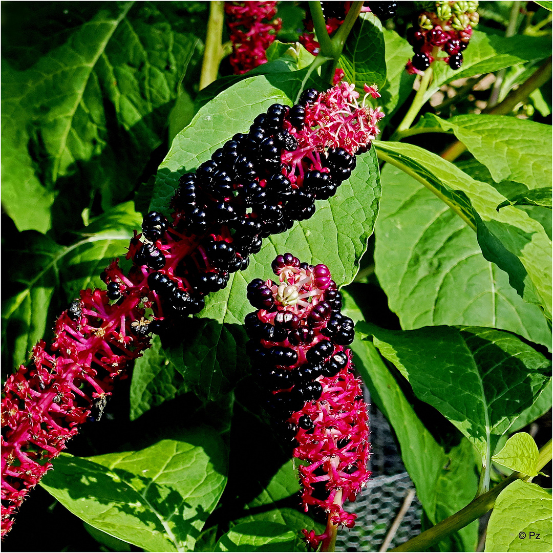 Amerikanische Kermesbeere Foto & Bild sommer, natur, pflanzen