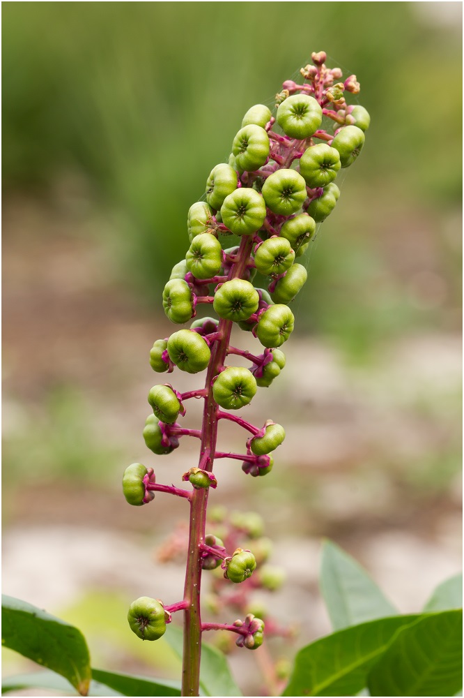 Amerikanische Kermesbeere (Phytolacca americana)