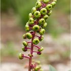 Amerikanische Kermesbeere (Phytolacca americana)