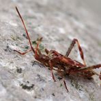 Amerikanische Kiefern- oder Zapfenwanze - Leptoglossus occidentalis 2