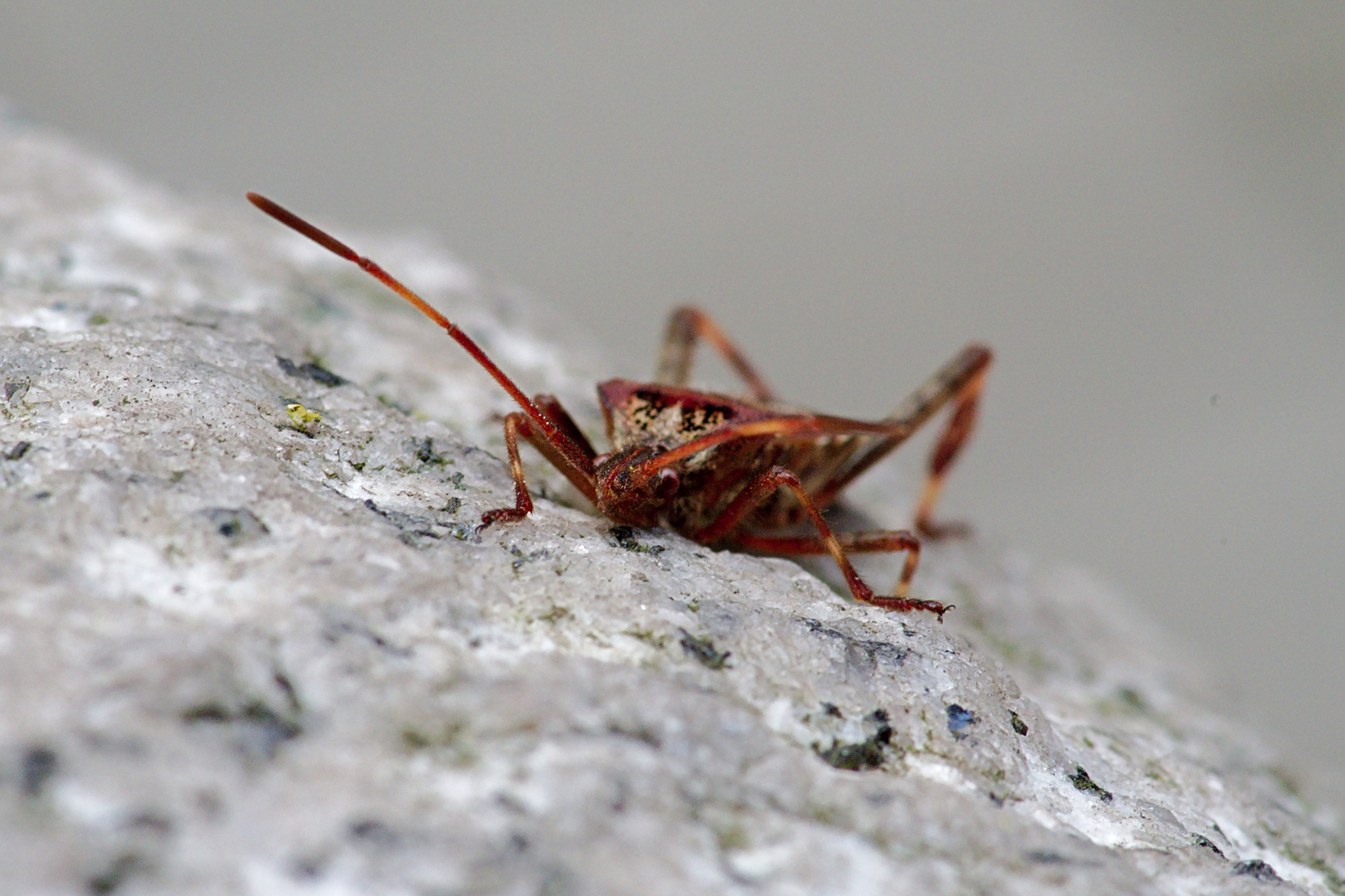 Amerikanische Kiefern- oder Zapfenwanze - Leptoglossus occidentalis 3